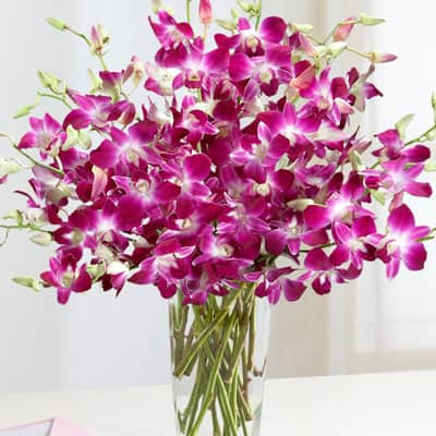 Purple orchids