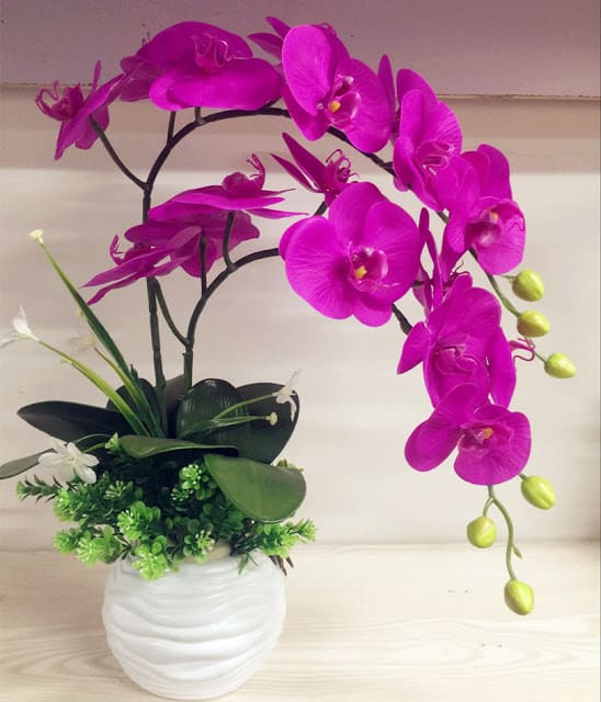Purple orchid in a pot