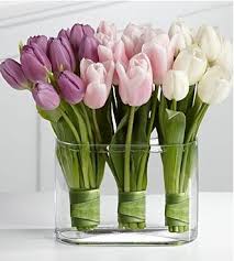 Purple, Pink and White Tulips