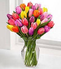 Amazing Coloured Tulips